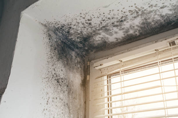 Affordable Mold Remediation solutions in Divernon, IL